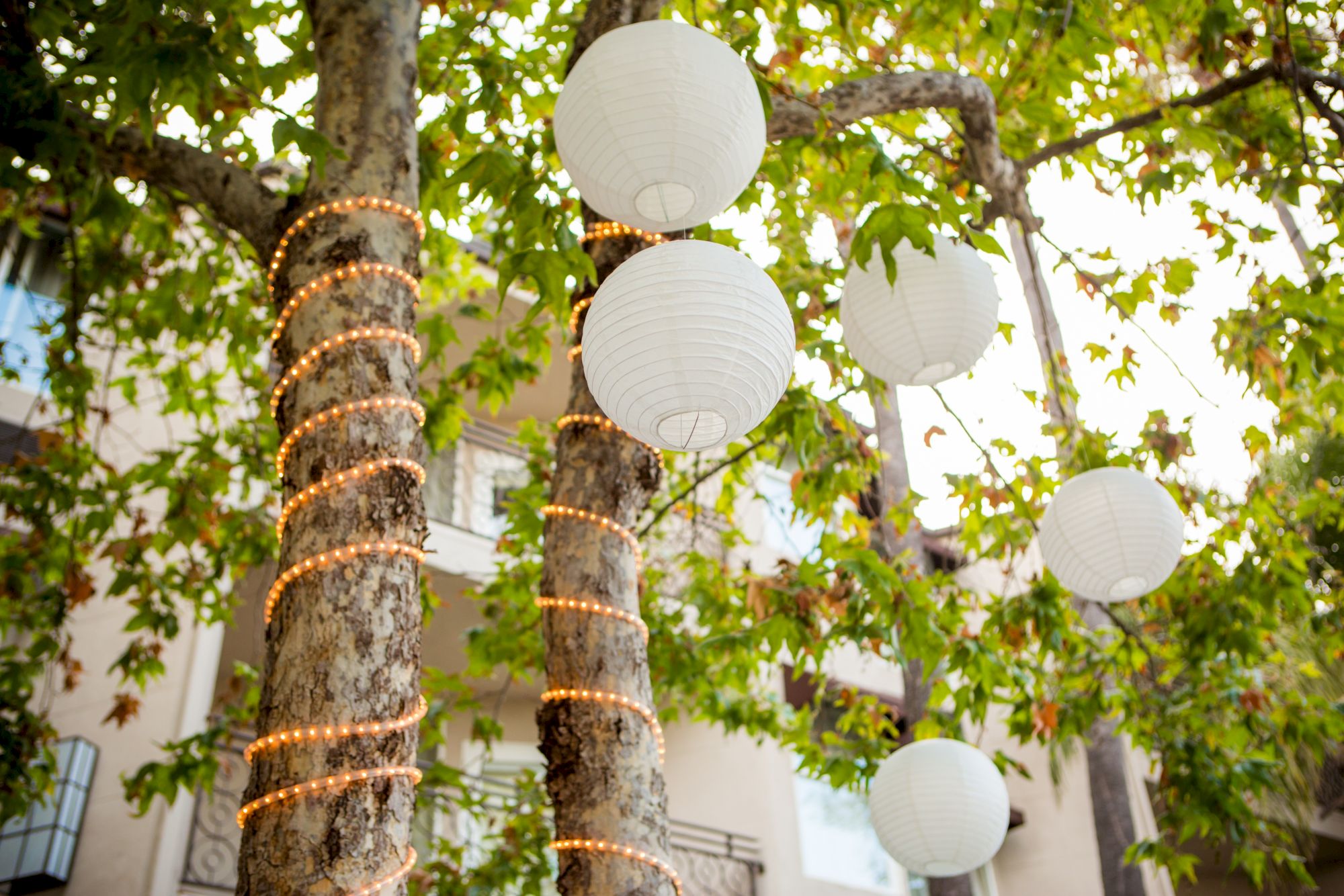 A garden scene with warm string lights wrapped around tree trunks and white paper lanterns hanging above lush green leaves.